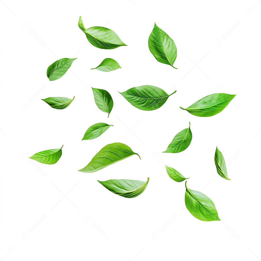 Folhas verdes flutuando em fundo branco isolado