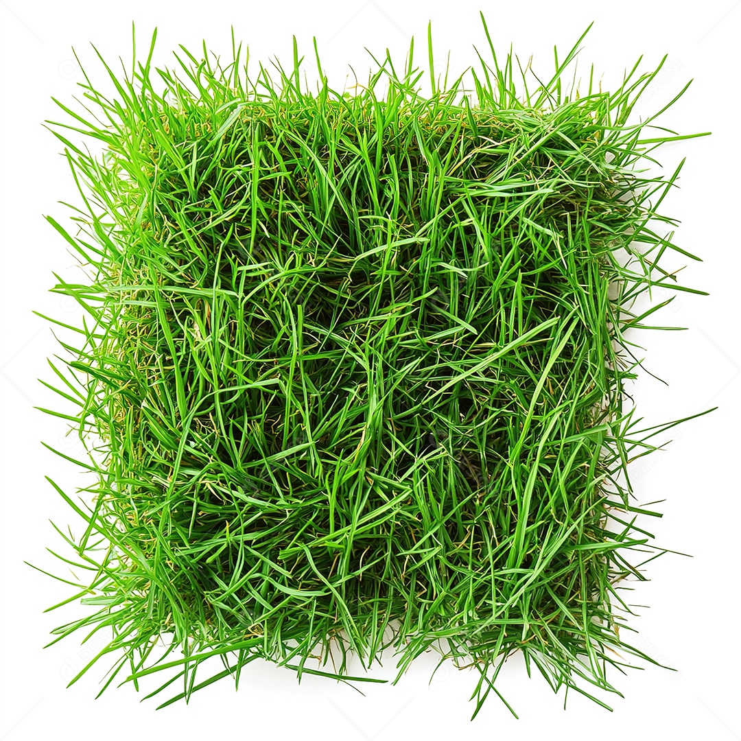 Pedaço de grama verde fresca recortado em fundo branco