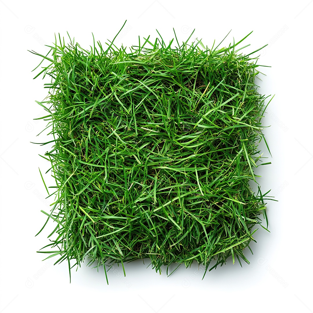 Pedaço de grama verde fresca recortado em fundo branco