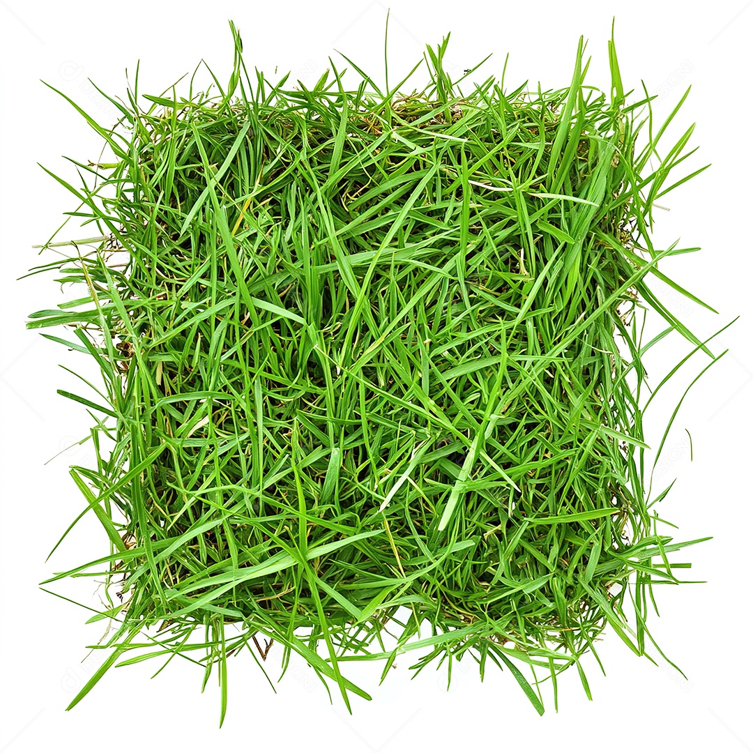 Pedaço de grama verde fresca recortado em fundo branco