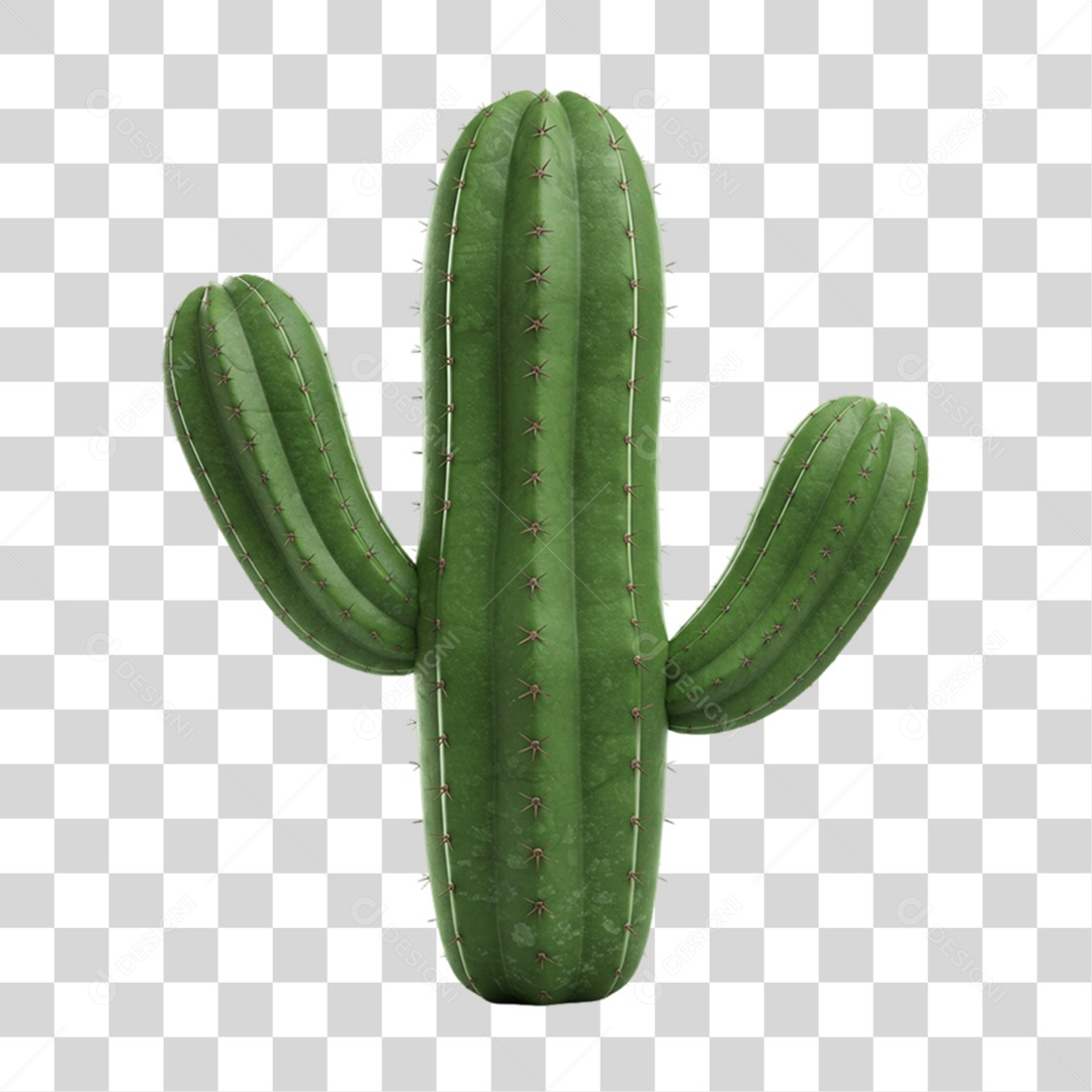Cacto Planta do Deserto PNG Transparente