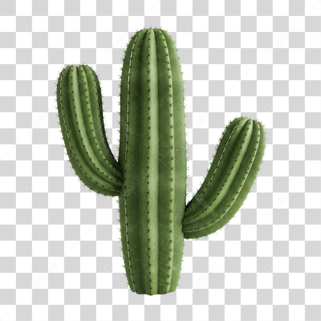 Cacto Planta do Deserto PNG Transparente