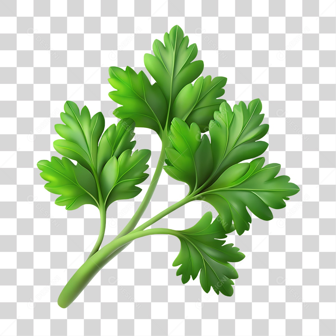 Folhas de Salsinha PNG Transparente