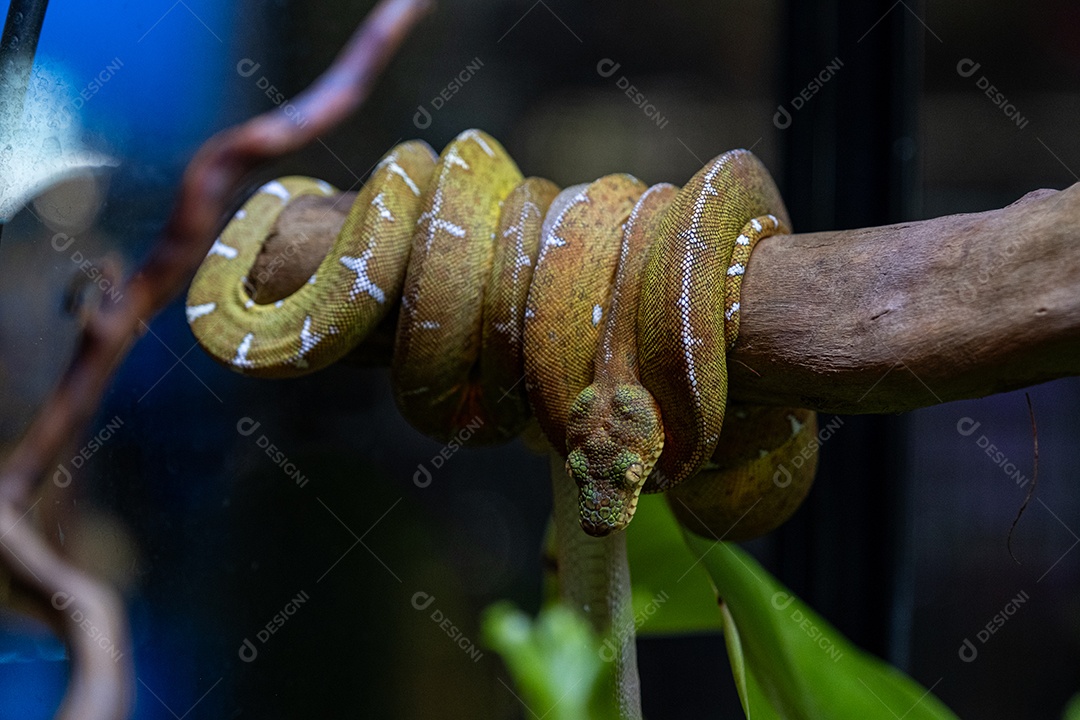 Cobras constritoras no galho de uma árvore