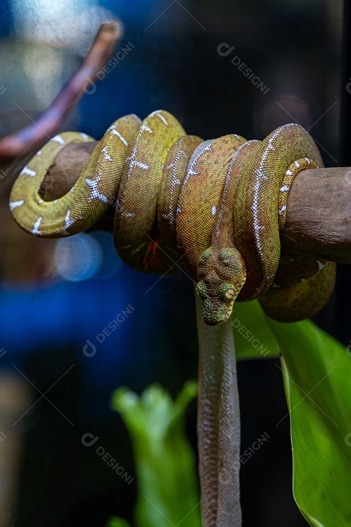 Cobras constritoras no galho de uma árvore