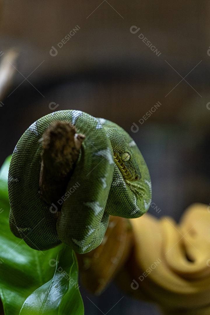 Cobras constritoras no galho de uma árvore