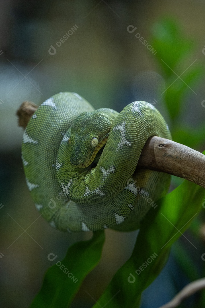 Cobras constritoras no galho de uma árvore