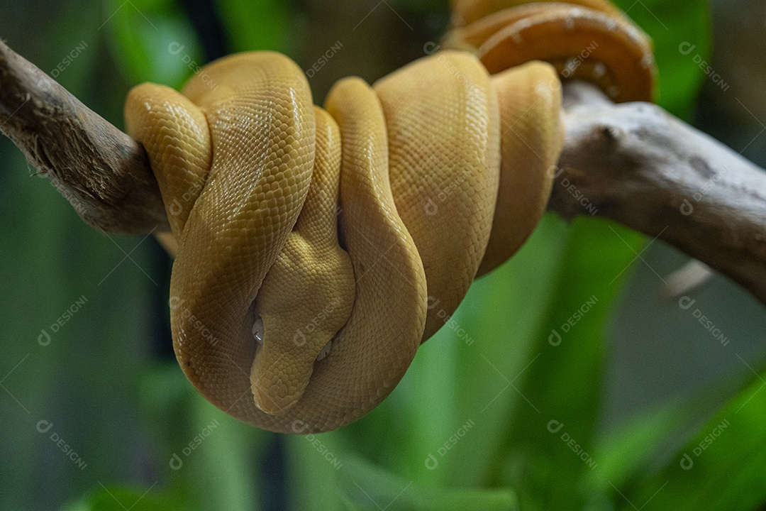 Cobras constritoras no galho de uma árvore
