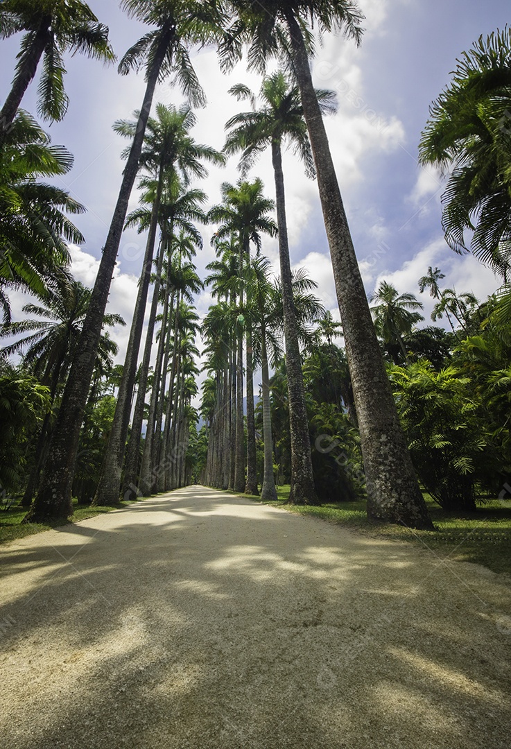 Jardim botânico do Rio de Janeiro