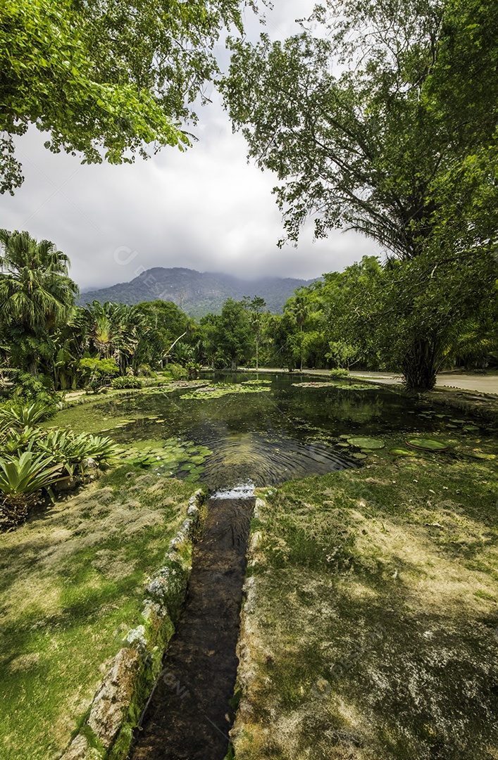Lago com vegetação verde no jardim botânico do Rio de Janeiro