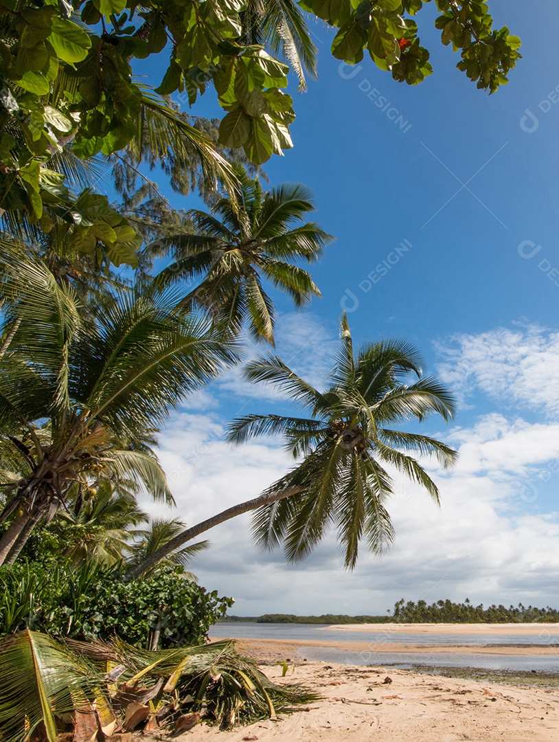 Praia tropical com coqueiros