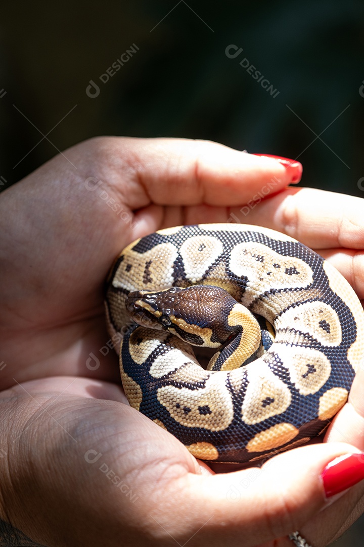 Textura da pele de uma píton bola lucy filhote
