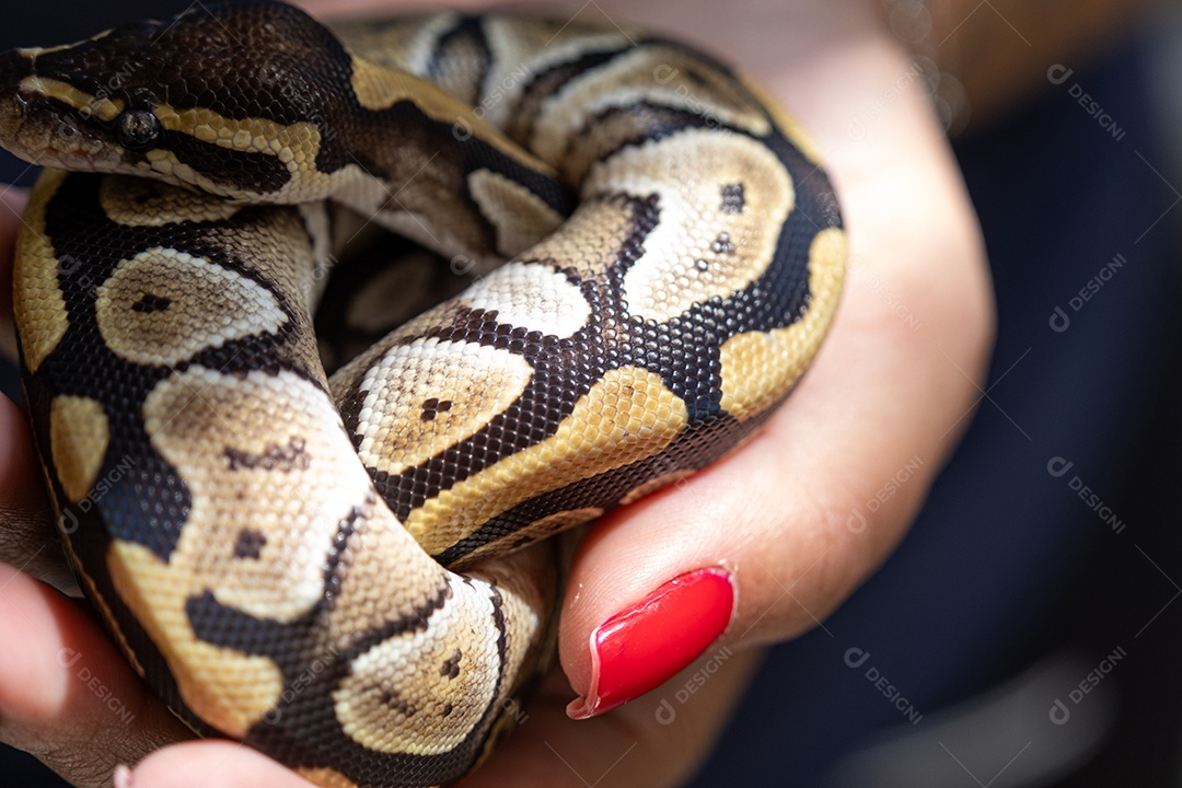 Textura da pele de uma píton bola de bico fino