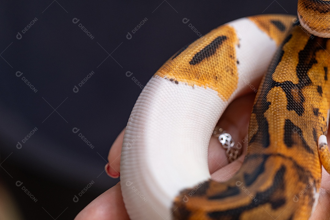 Textura da pele de uma píton bola de bico fino