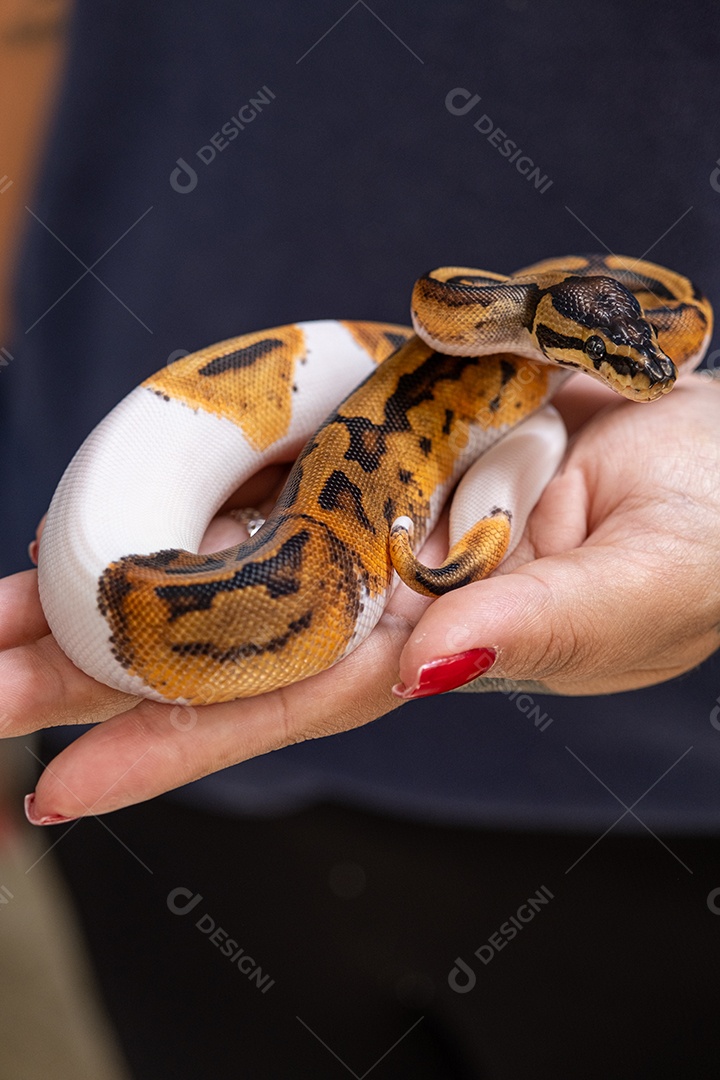 Textura da pele de uma píton bola de bico fino