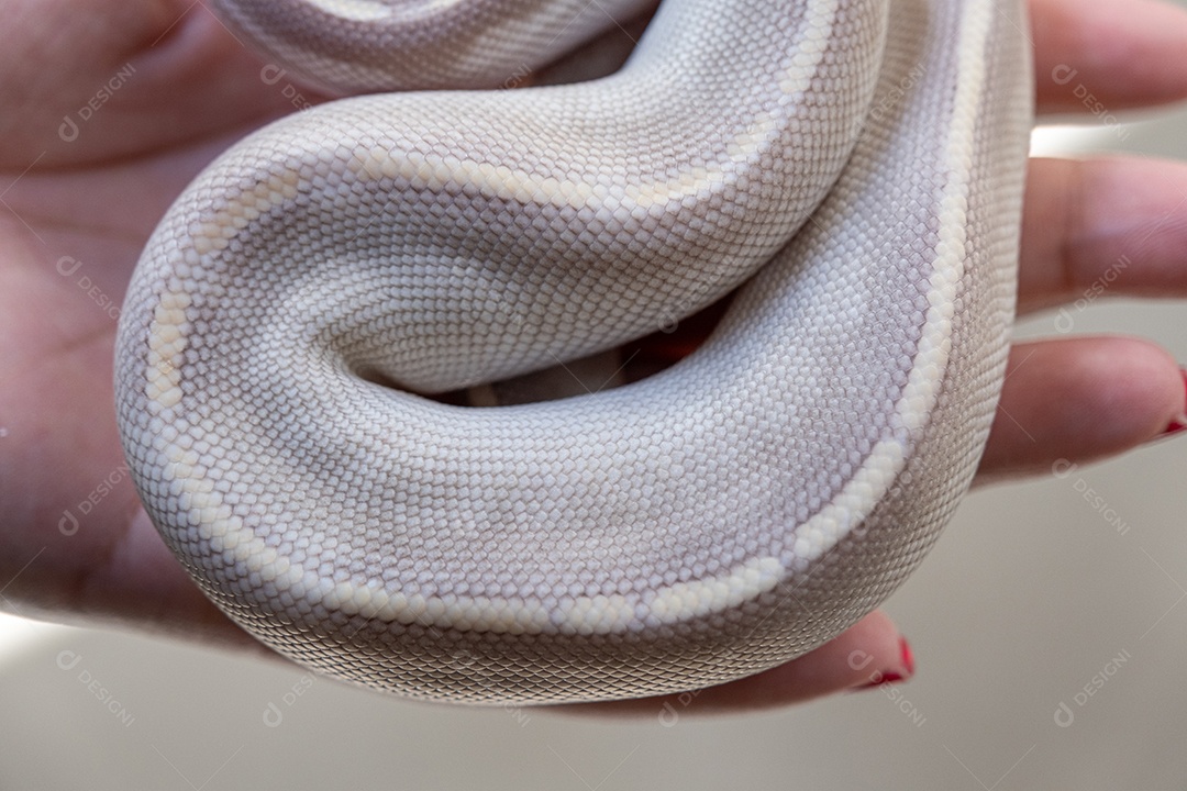 Filhote de píton bola Mojave transformado na mão de uma mulher