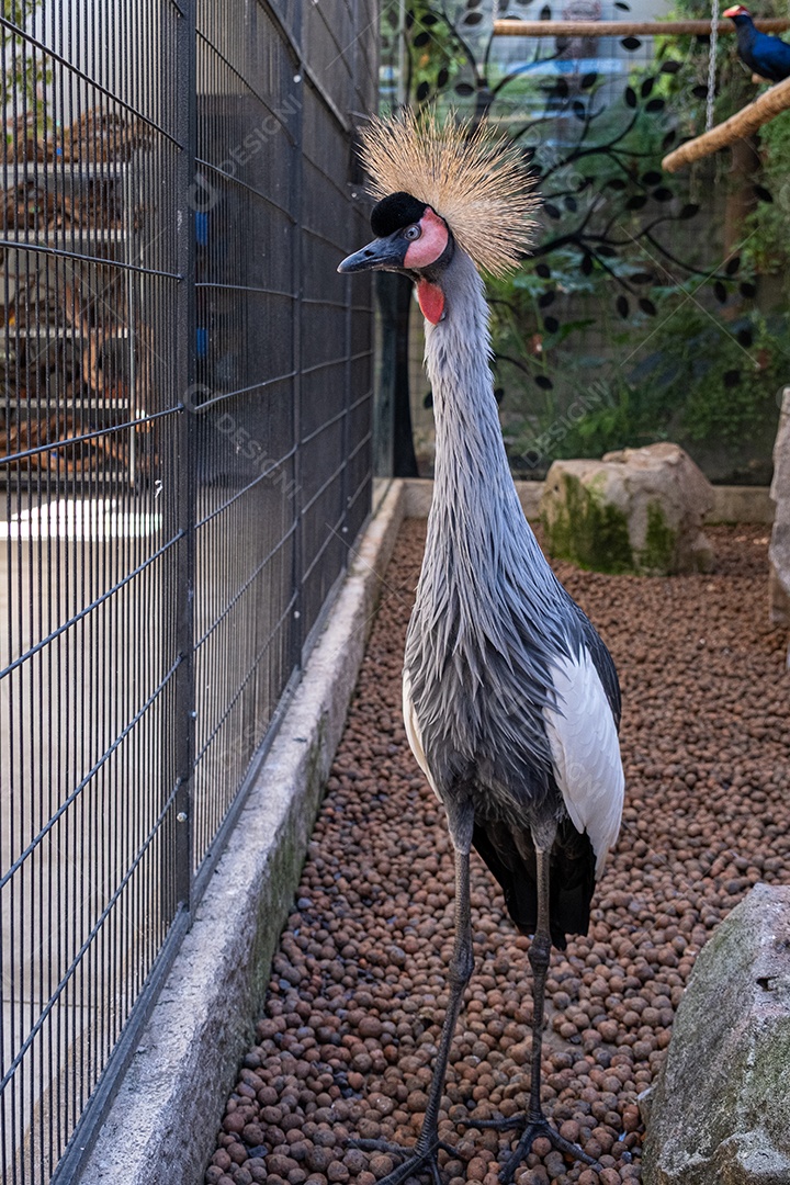 Grou coroado com vista frontal