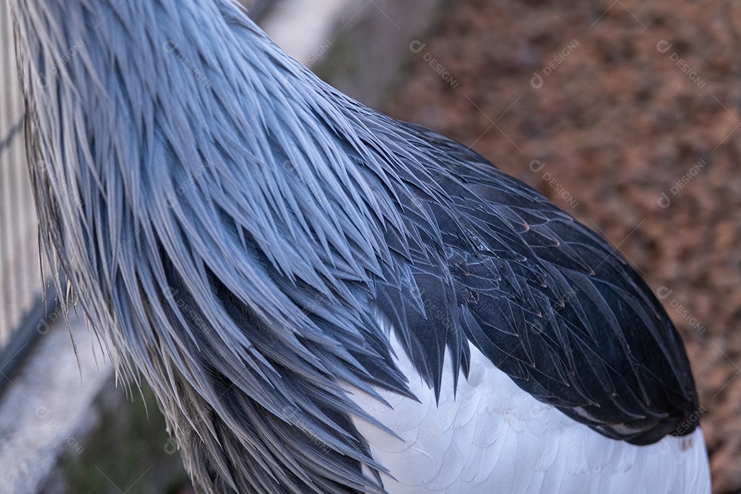 Grou coroado com vista lateral