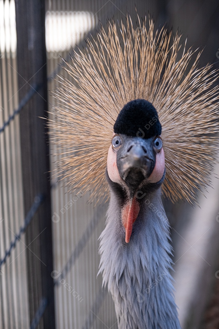 Grou coroado com vista frontal