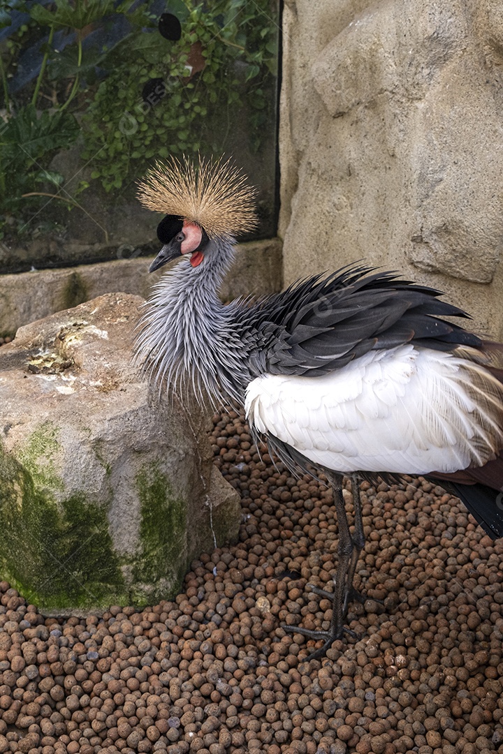 Um curioso grou coroado exibindo sua crista dourada