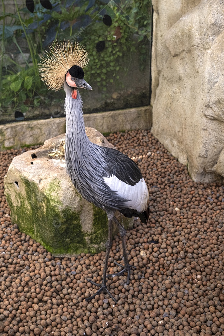 Um curioso grou coroado exibindo sua crista dourada