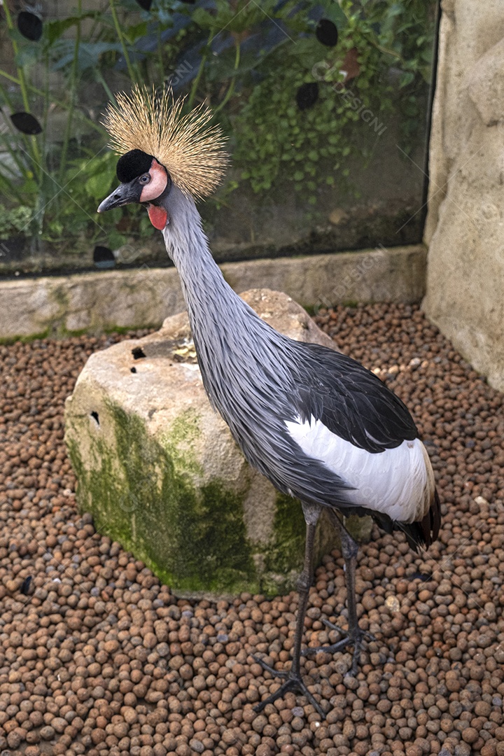 Um curioso grou coroado cinzento exibindo sua crista dourada