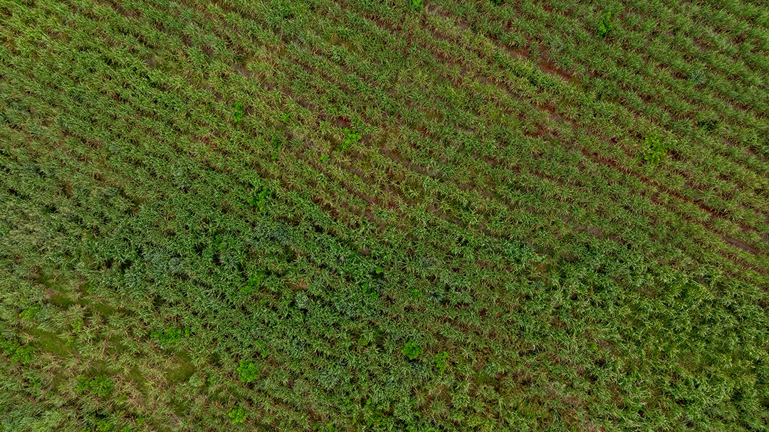 Vista aérea de lavoura verde em crescimento com linhas organizadas Imagem JPG