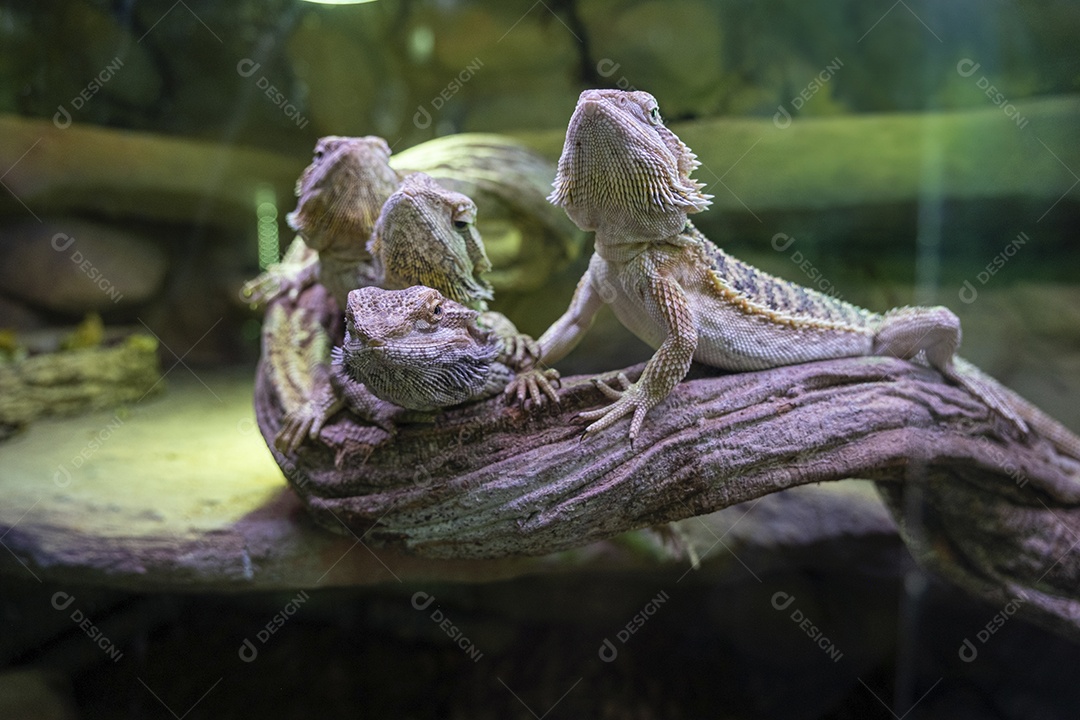 Lagarto dragão barbudo