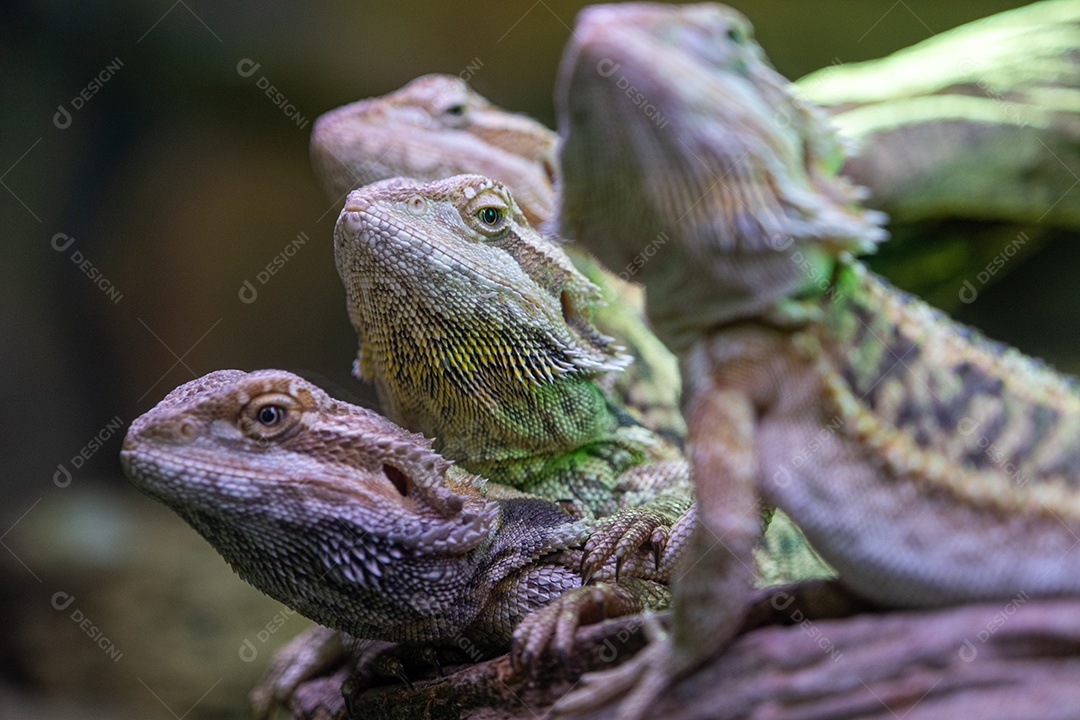 Lagarto dragão barbudo