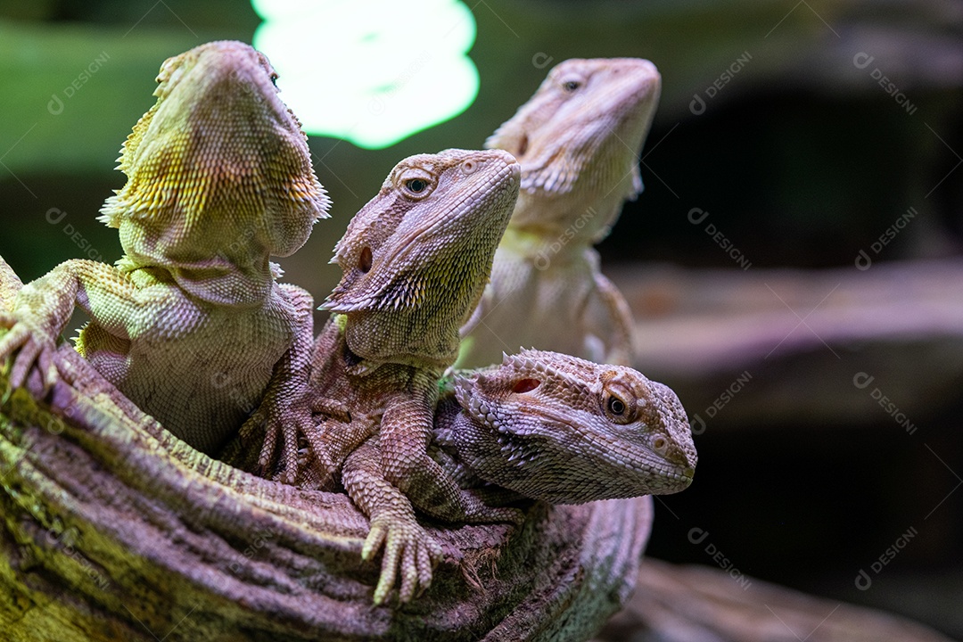 Lagarto dragão barbudo