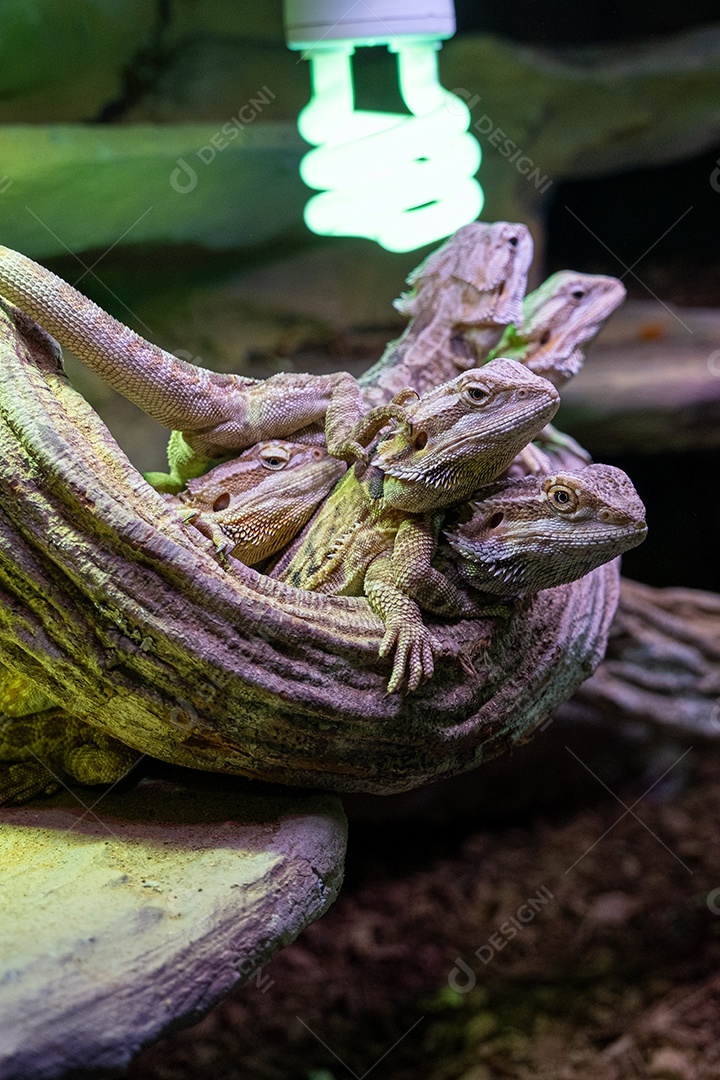 Lagarto dragão barbudo