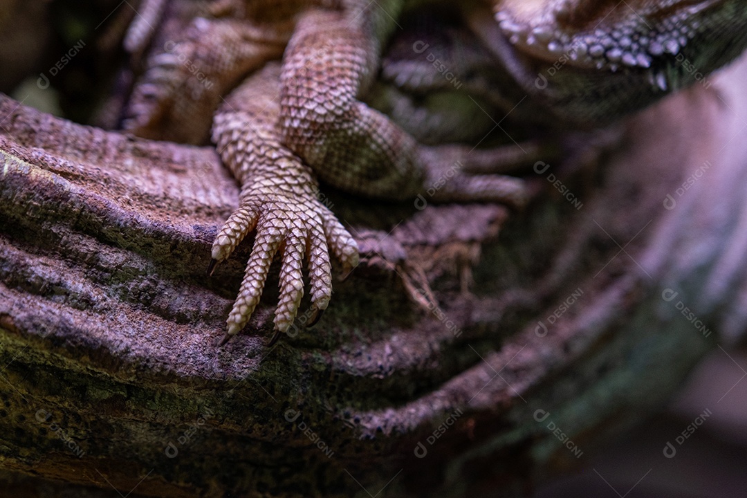 Lagarto dragão barbudo