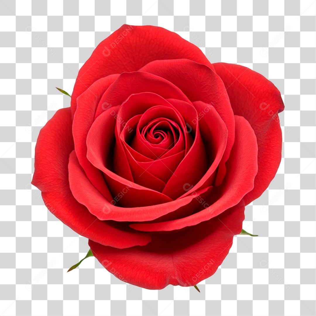 Rosa Vermelha PNG Transparente