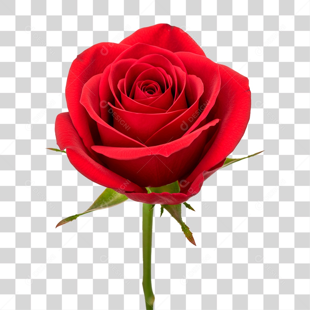 Rosa Vermelha PNG Transparente