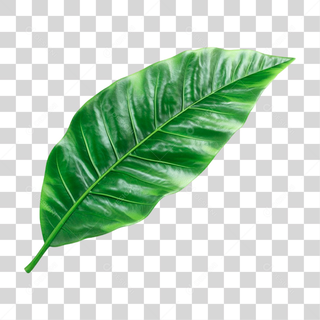 Folha Verde PNG Transparente