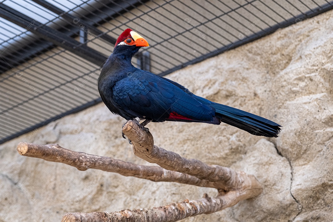 Turacos verde escuros e curiosos no tronco