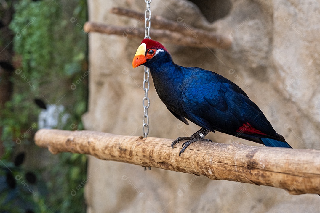 Turacos verde escuros e curiosos no tronco