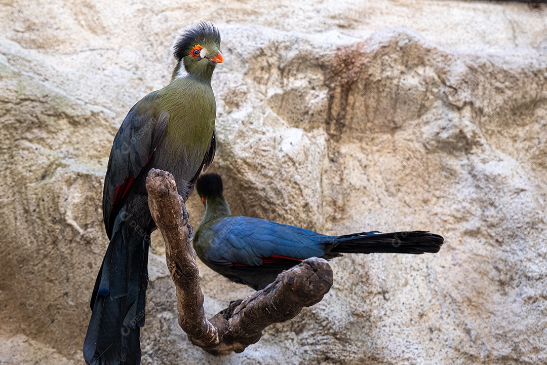 Turacos verde escuros e curiosos no tronco
