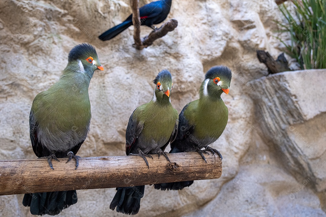 Turacos verde escuros e curiosos no tronco