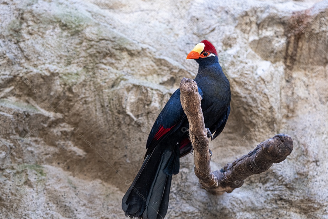Turaco azul escuro e curioso empoleirado em um tronco