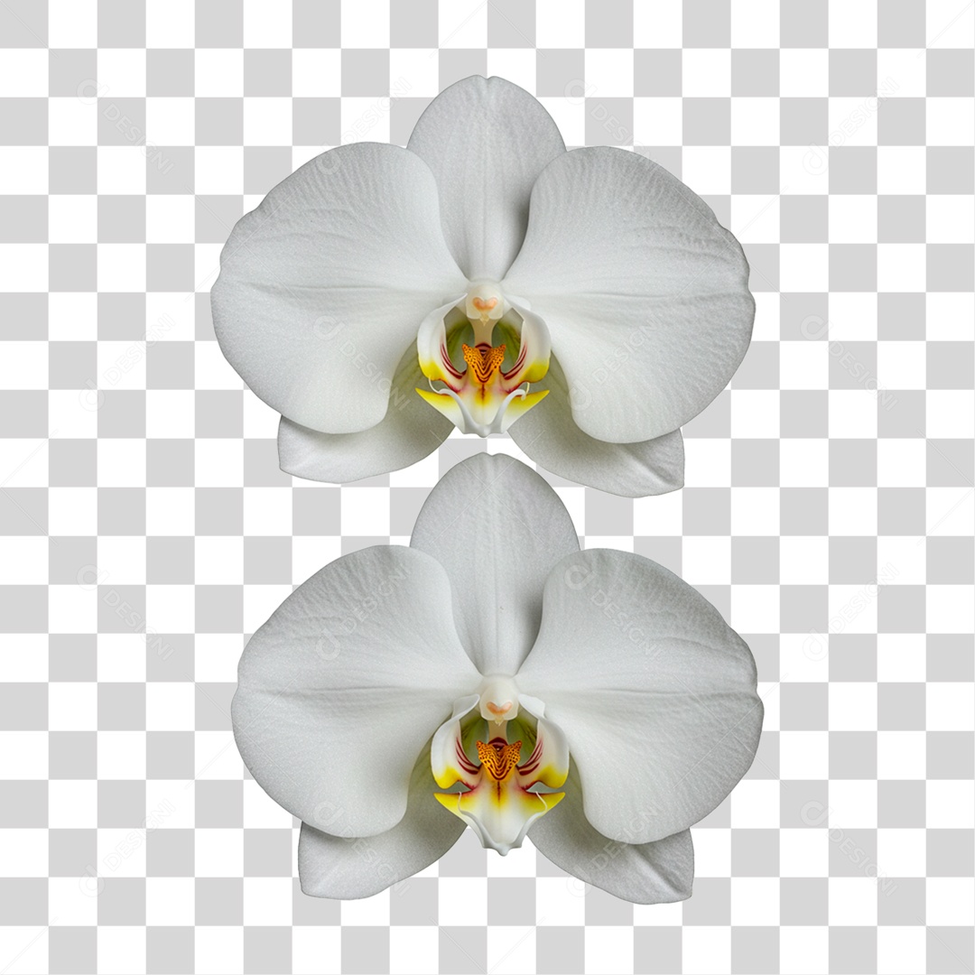 Flor Branca PNG Transparente
