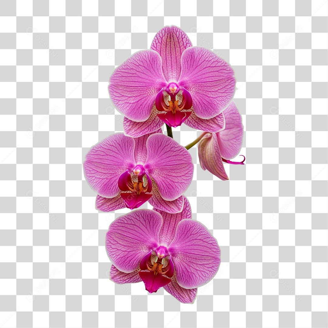 Flor Rosa PNG Transparente