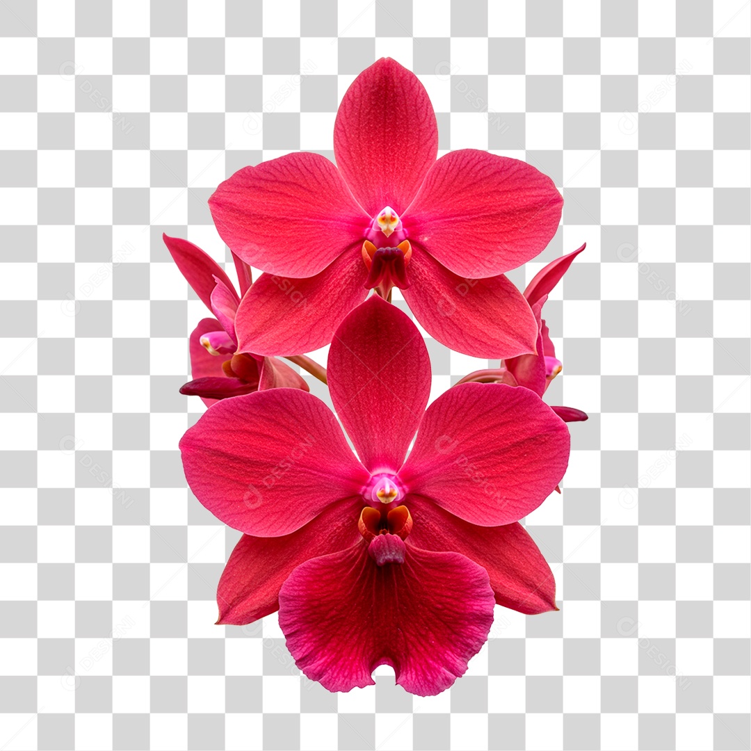 Flor Vermelha PNG Transparente