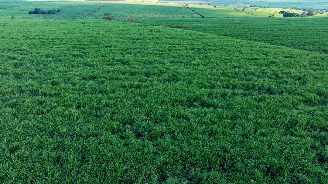 Imagem aérea de campo com vegetação rasteira e pastagem Imagem JPG