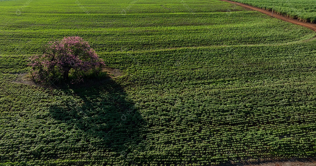 Fotografia aérea de campo agrícola verde em grande extensão Imagem JPG