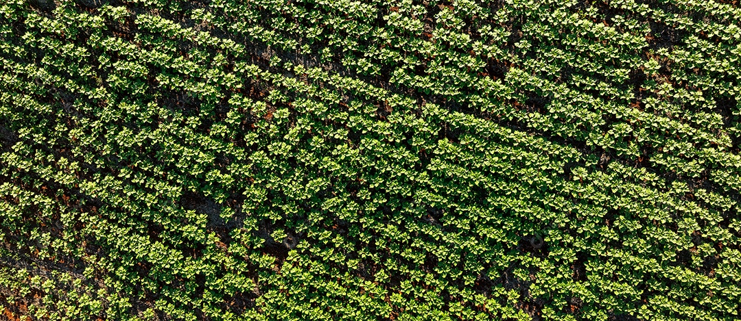 Fotografia aérea mostrando fileiras de plantações em formato geométrico Imagem JPG
