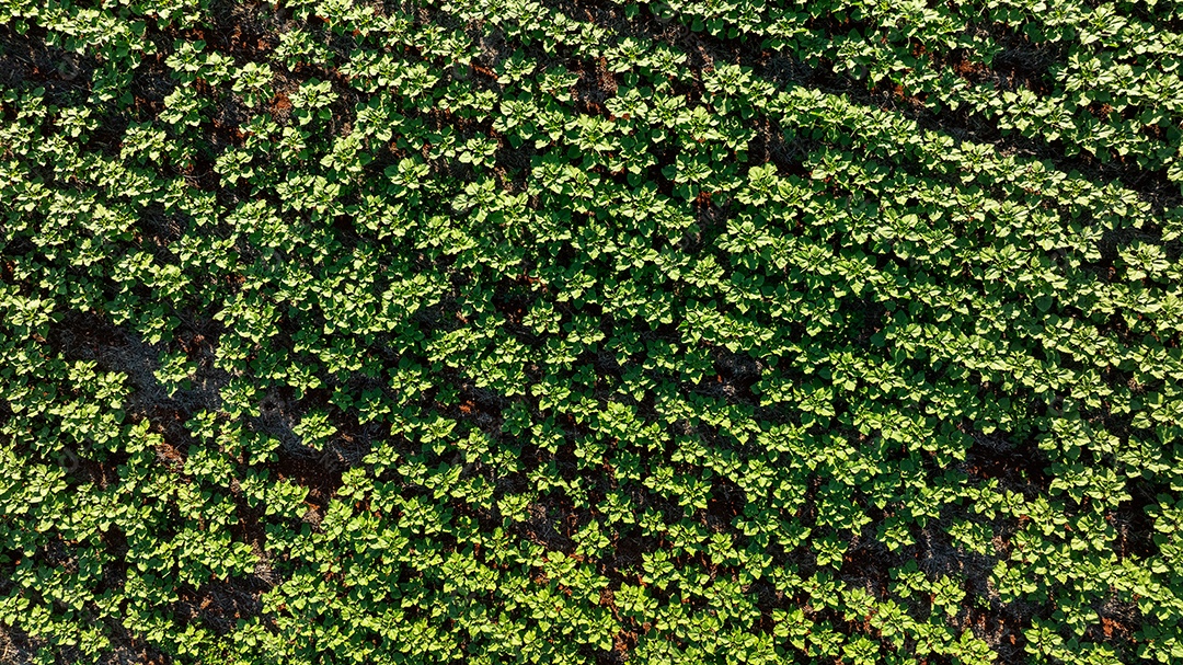 Campo cultivado visto do alto com tons de verde e marrom Imagem JPG