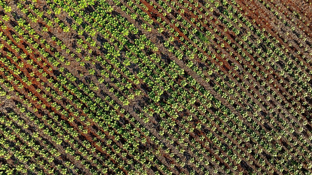 Linhas de cultivo agrícola vistas por drone em ambiente rural Imagem JPG