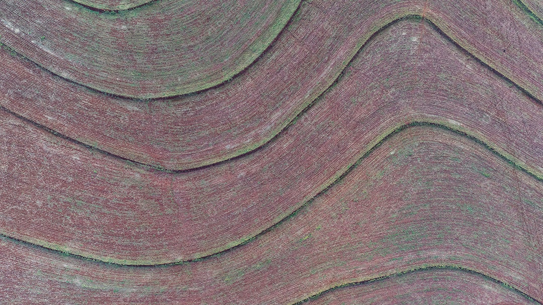 Imagem aérea mostrando padrões geométricos de cultivo Imagem JPG