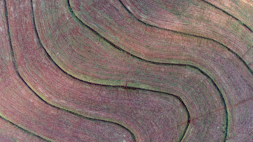 Imagem aérea mostrando padrões geométricos de cultivo Imagem JPG